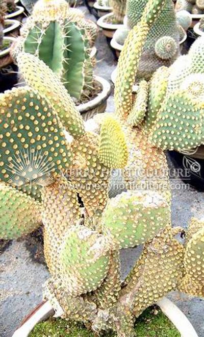 Cactus spp 13